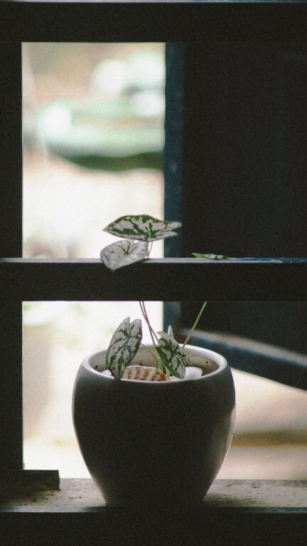 Consejos prácticos para mantener plantas de interior saludables y bonitas